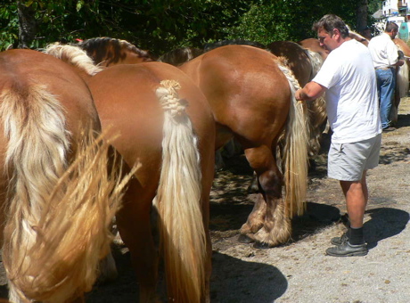 chevaux2.jpg