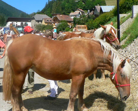 chevaux3.jpg