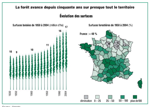 foret-avance.jpg
