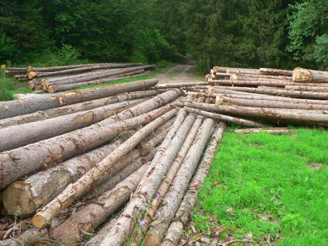 foret.jpg