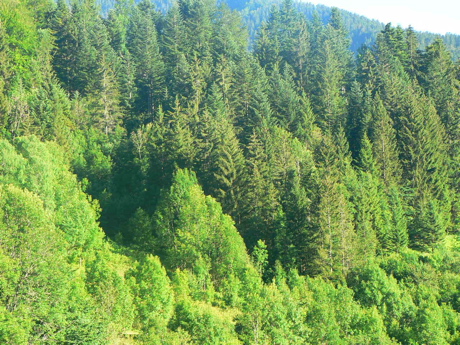 la-foret-avance.jpg