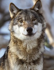 loup03net.jpg