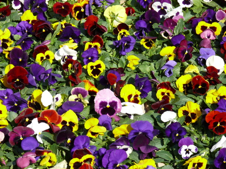 p1000289.jpg