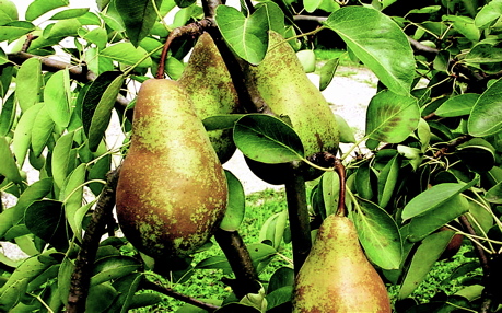 poires07.jpg