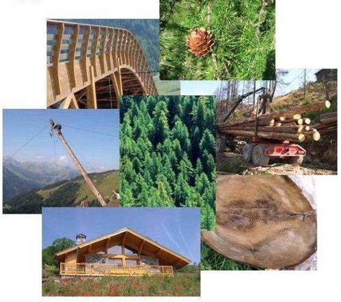 tarentaise.jpg