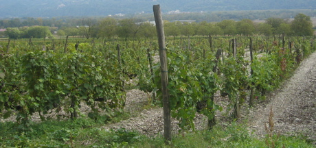 vignes1.jpg