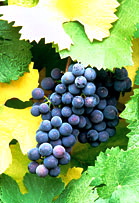 vin02.jpg