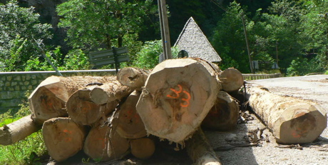 bois-de-chartreuse.jpg