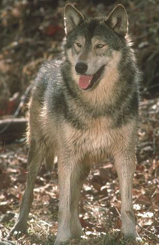 canis_lupus_06.jpg