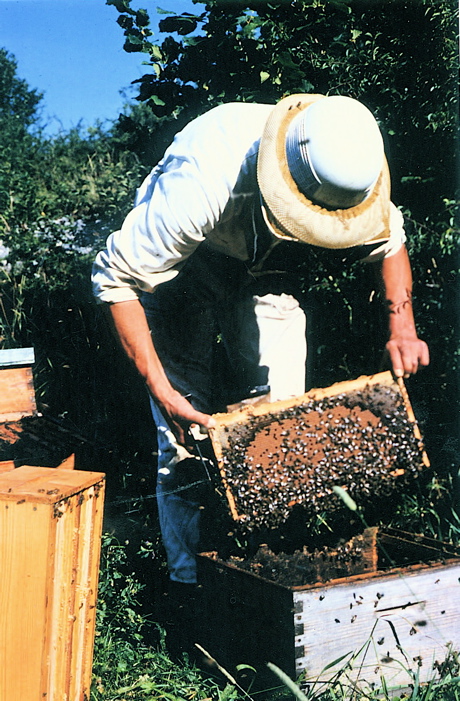 abeilles1.jpg