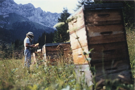 abeilles2.jpg