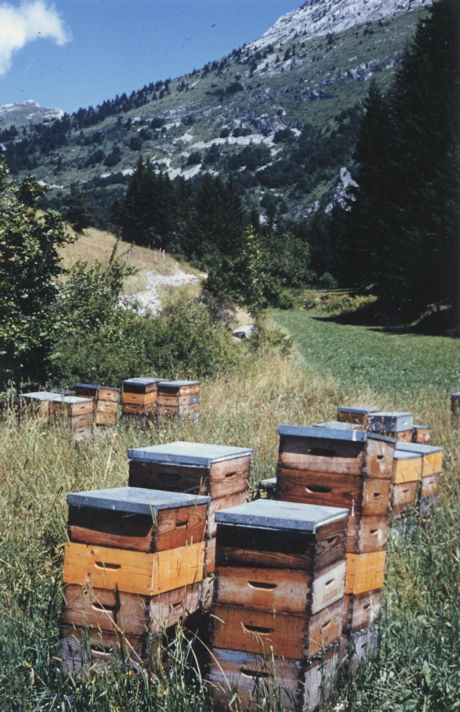 abeilles3.jpg