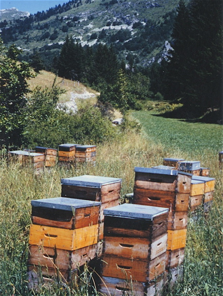 abeilles.jpg