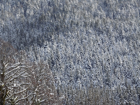 foretchartreuse.jpg