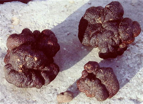 melano3.jpg