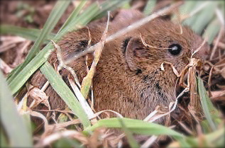 microtus.jpg