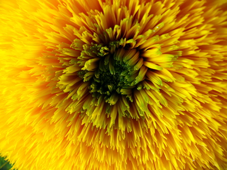 tournesol.jpg