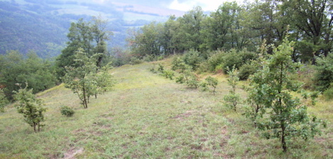 truffes-n1.jpg