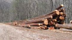 foret.jpg