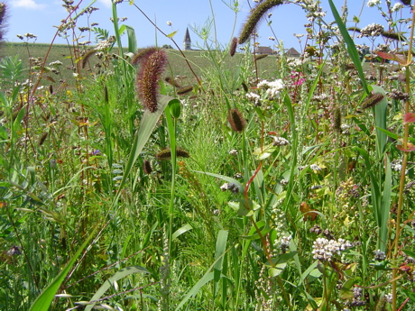 juillet-2007-013-jfs-faverges.jpg