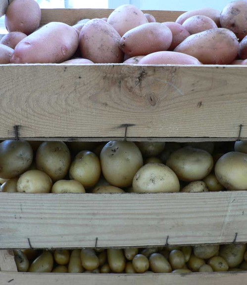 pommes_de_terre_1.jpg