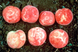 sharka-inra.jpg