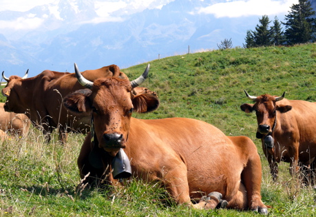 vaches-alpages.jpg