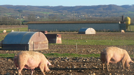 cochon-3.jpg