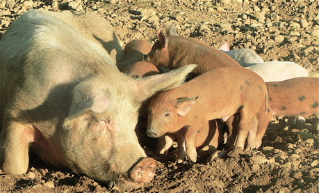 cochon-4.jpg