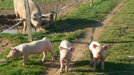cochon2.jpg