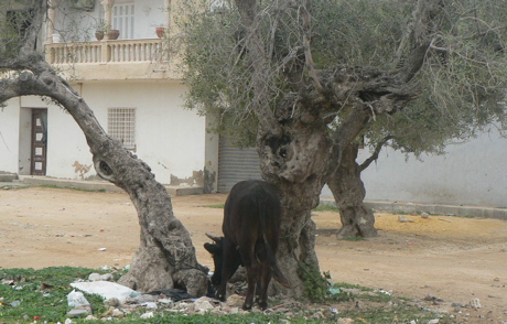 tunis-7.jpg