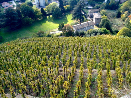 vignoblecondrieu.jpg