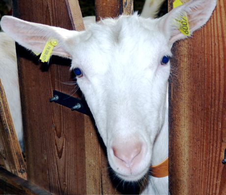 chevre.jpg