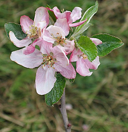 fleurs-de-pommier.jpg