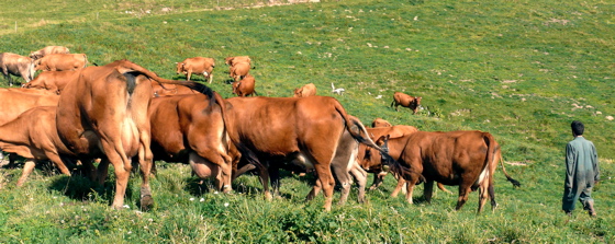 mise-a-lherbe.jpg