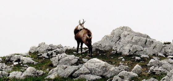 chamois-chartreuse.jpg