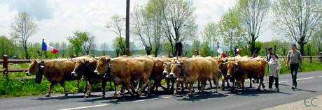 fete-transhumance-aubrac.jpg