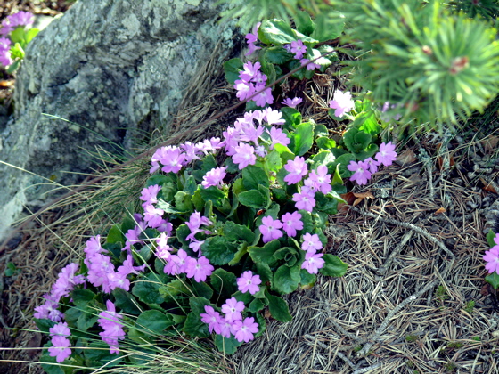 fleurs-montagne.jpg