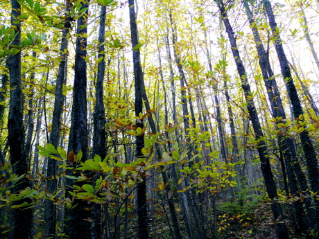 foret-chambaran.jpg