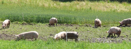 ferme-cochet4.jpg