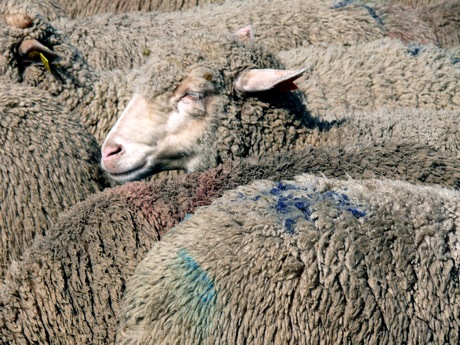 moutons.jpg
