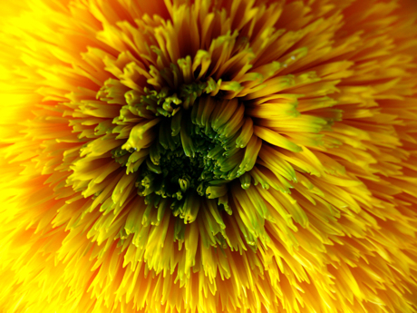 tournesol.jpg