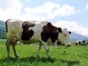 vache-en-pied.jpg