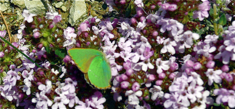 fleurs-montagne.jpg