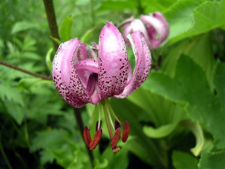 lys-martagon-photo-guy-louis.jpg