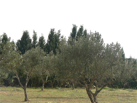 olives.jpg