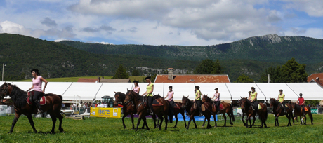 chevaux-du-vercors.jpg