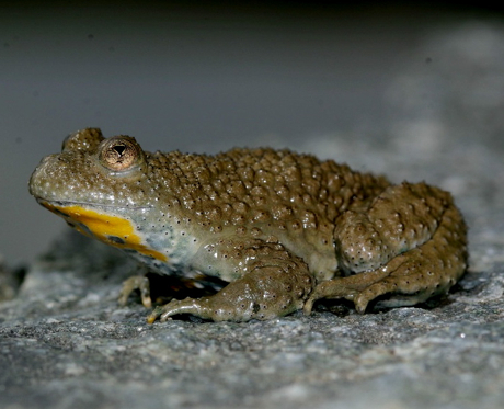 crapaud-sonneur-jfn.jpg