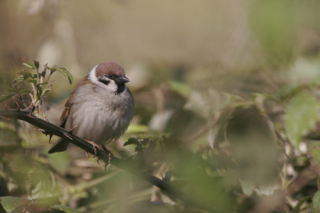 oiseau-jfn.jpg