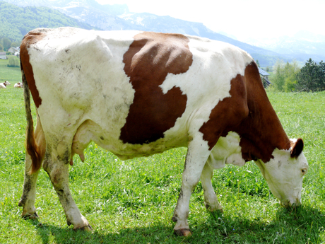 ruminant.jpg